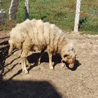 یک راس گوسفند نر بفروش میرسد|حیوانات مزرعه|دیلمان, |دیوار