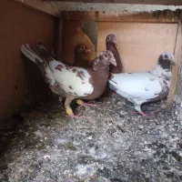 کبوتر کارل میولمنز