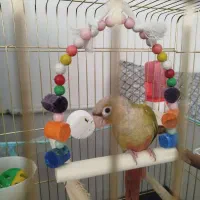 گرینچیک دانخور