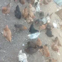 تعداد ۸۰ مرغ محلی تخم گذار|حیوانات مزرعه|بجستان, |دیوار