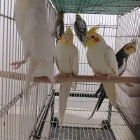 جفت های عروس هلندی فقط ۲ تومن