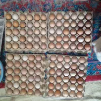 تخم مرغ محلی