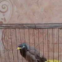 مرغ مینا