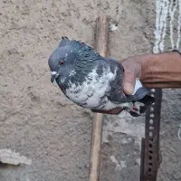 کبوتر نر|پرنده|محمدشهر, زیبادشت|دیوار