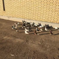 کفتر|پرنده|اشتهارد, |دیوار