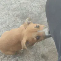 توله سگ پیتبول|سگ|قزوین, |دیوار