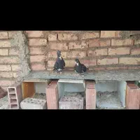 دوتا جونگ پلنگ|پرنده|زرند, |دیوار