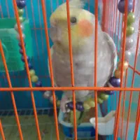 عروس‌هلندی‌سخنگو