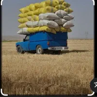 فروش کاه گندم دیم فروش کاه