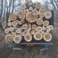 سلام خریدار انواع مختلف درخت|خدمات باغبانی و درختکاری|ارومیه, |دیوار