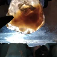 فروش سنگ شجر سلیمانی میکس دریایی|جواهرات|میانه, |دیوار