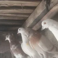 کبوترهای خالقدیم اکثرا گرگی پرش بالا|پرنده|تسوج, |دیوار