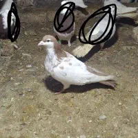 کفتر خال دم زرد افشون و ساده افشون رنگه