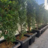 یاس هلندی ۴متری و۳متری فروشی