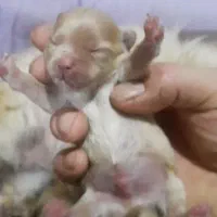 پامرانین اصل