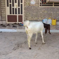 بز گلابی|حیوانات مزرعه|اهواز, فتح|دیوار