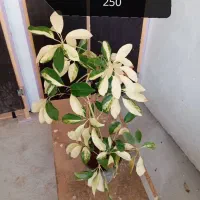 گیاه آپارتمانی دیفن و غیره|گل و گیاه طبیعی|وحدتیه, |دیوار