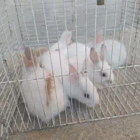 یک عدد خرگوش نروماده با 7عددبچه خرگوش