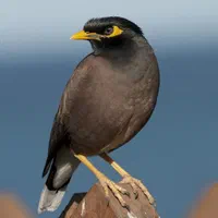 یک عدد مرغ مینا گمشده