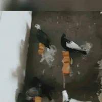 کبوتر|حیوانات|دزفول, |دیوار