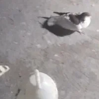 چپ سورخ