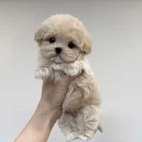 پودل مالتیز عروسکی