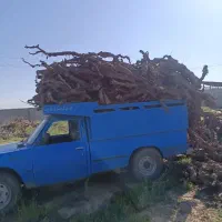 خریدار چوب انگور و ریشه