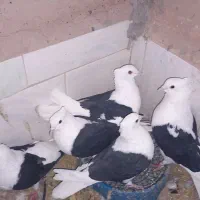 کفتر پرشی وجفتگاه