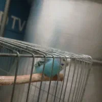 مرغ.عشق جفت سالم سالم|پرنده|هشتگرد, شهرک راه آهن|دیوار