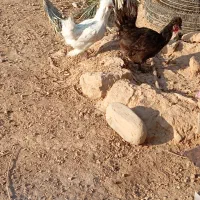 در دو عدد مرغ تخمگذار خوب سلطان بدون هیچ مریضی