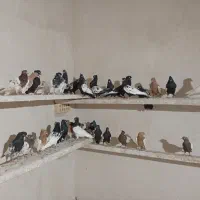 کفتر سینه کله|پرنده|مشهد, ابوذر|دیوار