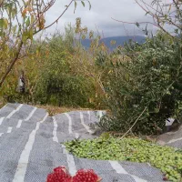 روغن زیتون آربیکن و کرنا محصول خودم