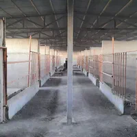 مزرعه.شترمرغ|فروش دفتر صنعتی، کشاورزی، تجاری|مشهد, پنجتن|دیوار