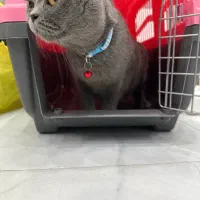 گربع اسکاتیش ماده