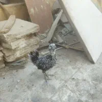 مرغ جوان تخم گذار|حیوانات مزرعه|قم, علی آباد سعدگان|دیوار