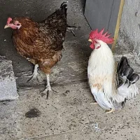 خروس چینی مرغ