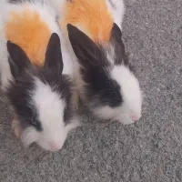 خرگوش لوپ نروماد