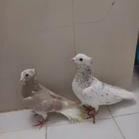 کبوتر هفترنگ دم سفید