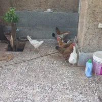 مر غ محلی|حیوانات مزرعه|شیراز, پودنک|دیوار