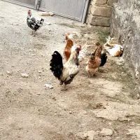 فروش خروس و مرغ های گلین|حیوانات مزرعه|لاران, |دیوار