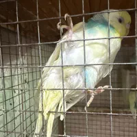 مرغ عشق|پرنده|رشت, پیرکلاچای|دیوار