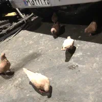 فروش فوری|پرنده|مراغه, |دیوار