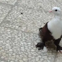 سلام چند جفت کفتر کل سفید