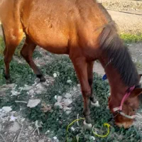 اسب یک سال به فروش میرسد