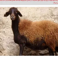 میش و بره در دامداری صداقت