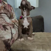 پیتبول|سگ|مشکیندشت, |دیوار