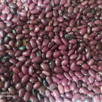 فروش لوبیا مخصوص خورشت سبزی و کنسرو