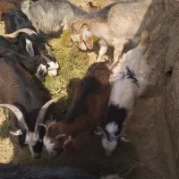 بزغاله کوچک.|حیوانات مزرعه|قزوین, |دیوار