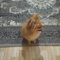 پامرانین خرسی ماده|سگ|شهریار, شهرک بهاران (ویره)|دیوار