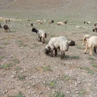 میش داشتی